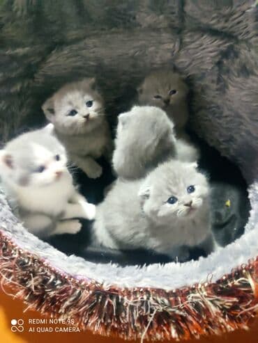 мейн кун купить в баку: Şotland, Erkək, Dişi, Ünvandan götürmə — 1