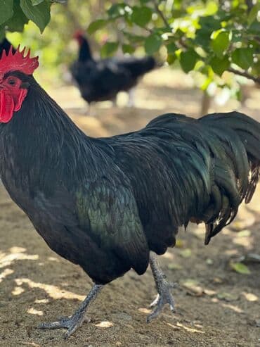 dəvəquşu yumurtası qiyməti: Avstralop yumurtaları İnqibator üçün. ideal çıxış verir. təmiz qandır — 10