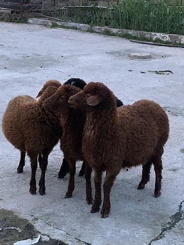 kreditle qoyun: Erkəy quzular satılır 4 başdı Qurbanlığa yarıyır — 3