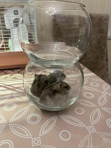 ordək bala: Xamyaq qəfəsin alana 4xamyaq+yumru akvaroum+daşı dekoru+3 danio balığl — 8