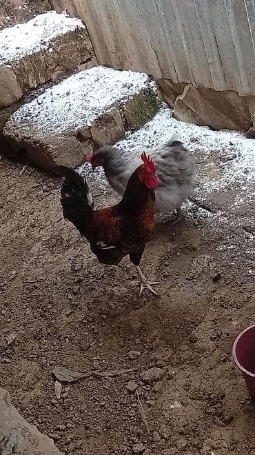 qus yuvasi: Putun növ heyvanların satışı var size ne cür heyvan lazimdasa bize — 5