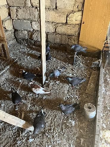 goyerçin: 2manatdan 14 quşdu — 1