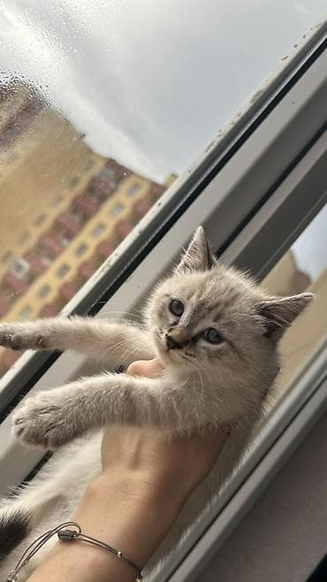 Pişiklər: Siam, Dişi, Yaxşı əllərə, Pulsuz çatdırılma — 3