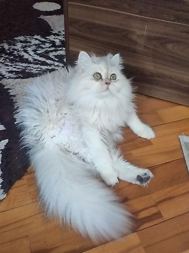 pişik cutləşdirilir: Şinşilla — 2