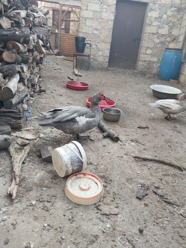 Inəklər, öküzlər: Musk ördəyi (indoutka) – boz rəngli, ağ ləkəli - Cins: musk (hind — 3