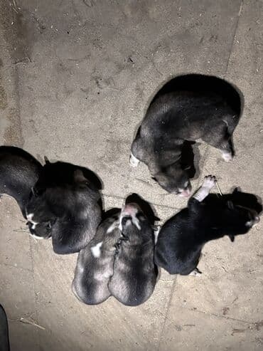 купить хаски щенка: Хаски — 2