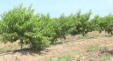 gəncədə həyət evləri: 44 sot, Biznes üçün, Kupça (Çıxarış) — 9