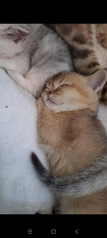 cins pişiklərin satışı: Qızıl şinşilla, Dişi — 6