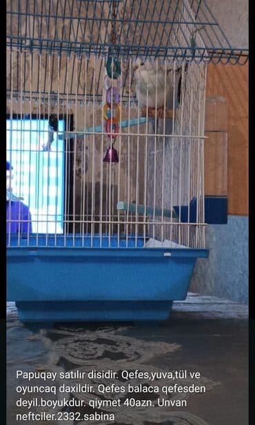 кольчатый попугай цена: Dişi papuqay satılır — 1