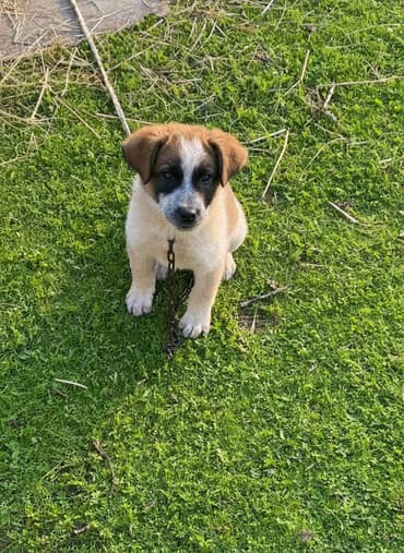 Alabay, 1 ay, Erkek, Cütləşmə üçün, Ünvandan götürmə lalafo.az -da Alabay, 1 ay, Erkek, Cütləşmə üçün, Ünvandan götürmə