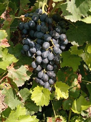 sadə tort şəkilləri: Üzüm tingləri – müxtəlif süfrə sortları Təsvir: - Seçmə süfrə üzüm — 9