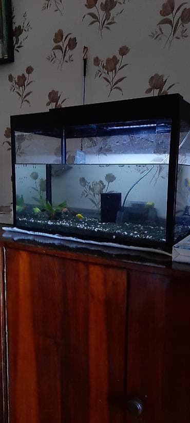 deniz qurdu satisi: Akvaryum dəsti – tam işlək komplekt Xüsusiyyətlər və tərkib: - Şüşə — 4