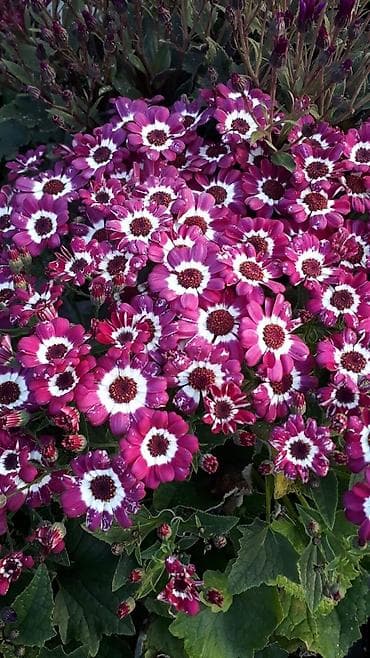 gul adlari: 🌹Senaria gülü topdan ve perakende satışı. 💳SAY çox olsa endirim — 4