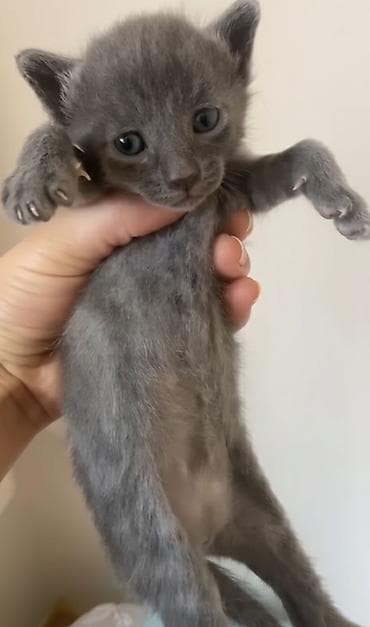 balaca sirin pisikler: Erkək, Dişi, Yaxşı əllərə — 7