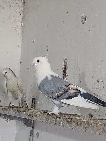 Hazır cüt türk cinsi hunkariler hamsi bala veren quşlardi cütü — 1