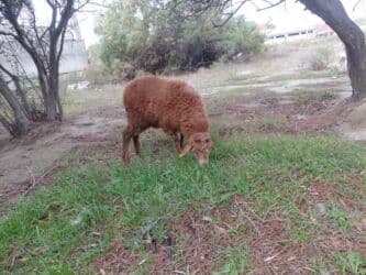balasına süd vermeyen qoyun: Qoyunlar – yerli ətlik/südlük sürüdən - Növ: yerli qoyun (qəhvəyi — 9