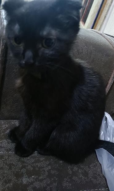 Satilir 120 azn lalafo.az -da Satilir 120 azn