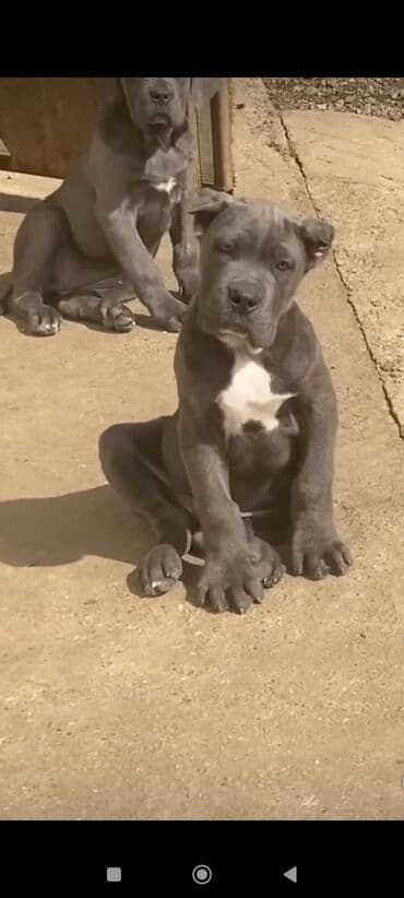 кане корсо цена: Kane-Korso, 1 ay, Sənədli, Ünvandan götürmə, Pulsuz çatdırılma, Ödənişli çatdırılma — 13