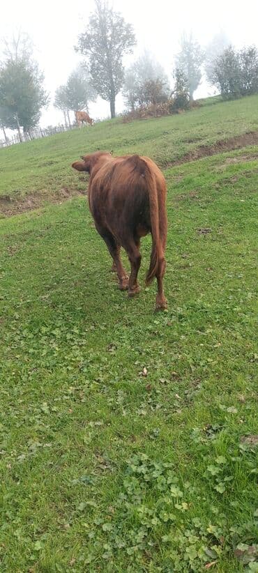 cins inekler: Satılır: 2 baş iribuynuzlu heyvan - Qırmızı rəngli inək: orta-boy — 2