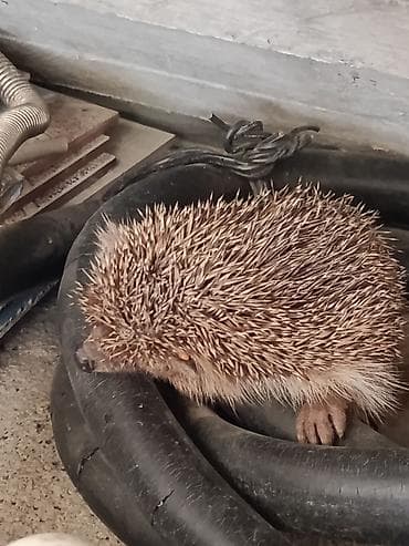 yardimli sekilleri: Kirpi – təbii zərərverici ovçusu Məhsul təsviri: - Gecə aktiv olan — 1