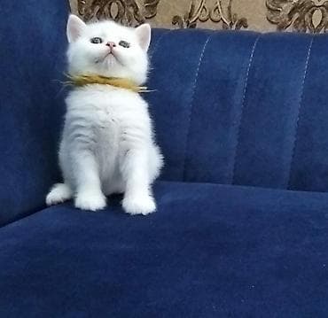 lato: SATILIR. öz pişiyimizin balasıdı. 42 günlükdü sərbəst korm yeyir — 3