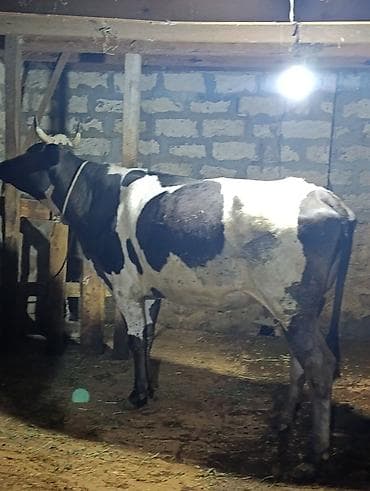 tap.az inekler: Salam qarnında tam 4 aylıq balası var, yanında dişi balası var — 1