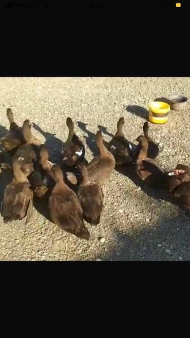 bala ordək: Erkək, | Lal ördək, Ətlik — 3