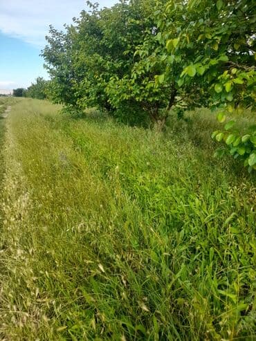 şərifzadə kucəsində satılan evlər: Kənd təsərrüfatı — 4