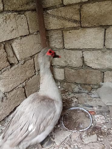 bala ordək: Lavanda orderkləri satili. Lavanda balalari 11manata. Lavanda erkəyi — 3