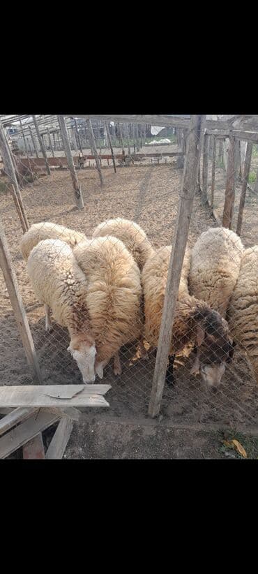 sabuncu toyuq bazarı: Qoyun sürüsü – ət və yun istiqamətli - Şəkillərdə çəpərli həyət — 2