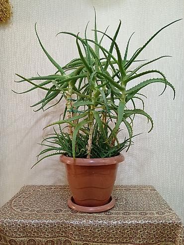 dibcek qablarin satisi: Aloe vera (sukkulent) – iri dibçəkdə - Növ: Aloe vera, ev üçün — 3