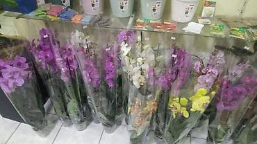 phal. zebrina × sib: ƏLAQƏ TEL : 050-557-56-51 8 marta özəl yeni hədiyyəlik — 3