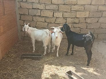avcarka balaları: Erkək, il: 1 — 1