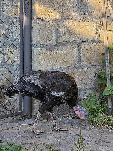 Hinduşkalar: Erkək, Damazlıq, Ünvandan götürmə — 5