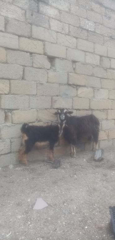 keci dərisi: Salam saglam arpa yonca yeyen heyvanlardı ana baladı real alıcılar — 2