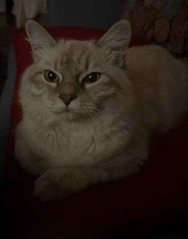 pişiylər: Şotland uzun tüklü, Erkək — 6