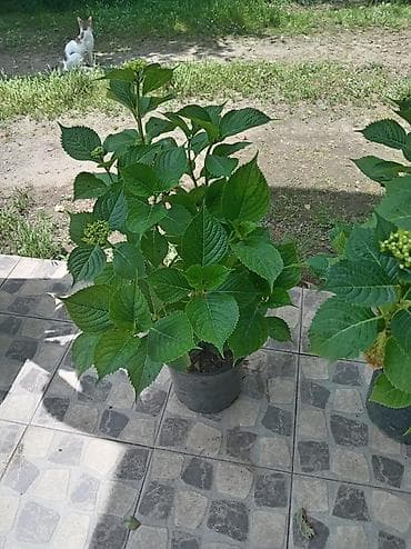hilba bitkisi nedir: Məhsul: Saksıda hortenziya (Hydrangea macrophylla) Təsvir: - Geniş — 3
