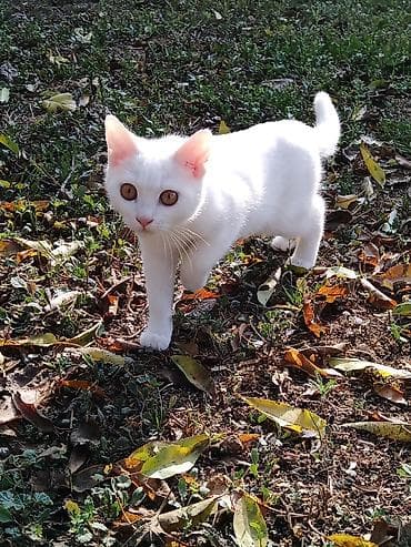 van pişik: Türk anqora, Erkək, Yaxşı əllərə, Ünvandan götürmə — 4