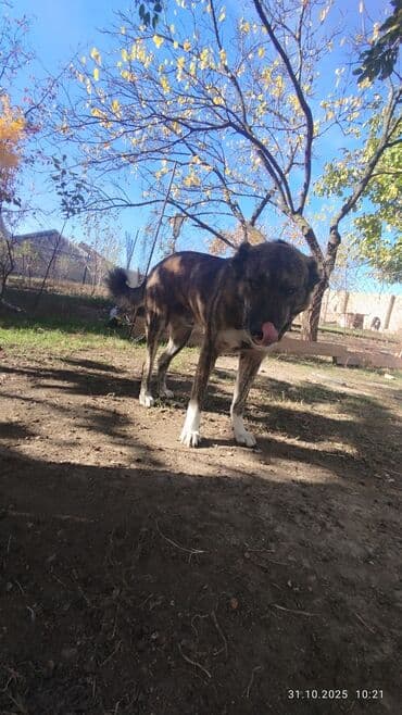 it ucun zəncir: İt – böyük cüssəli, qısa tüklü, tünd-qəhvəyi/brindle rəngdə. Aşağıdakı — 2