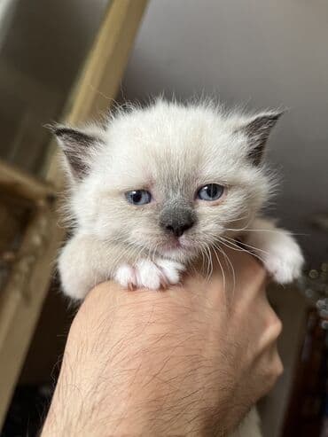 Şinşilla, Dişi, Erkək