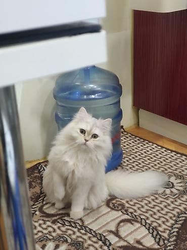 Собаки: Шиншилла — 5