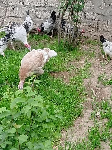 cex quşlar: Salam.hünduwqalar satılı.bine atclıq qesebesindedi heyvanlar.erkekler — 4