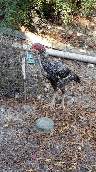 kənd colpası: Məhsul: pileymut heyratı xoruz 8 aylıq döyüşə və damazlıqa yararlı — 3