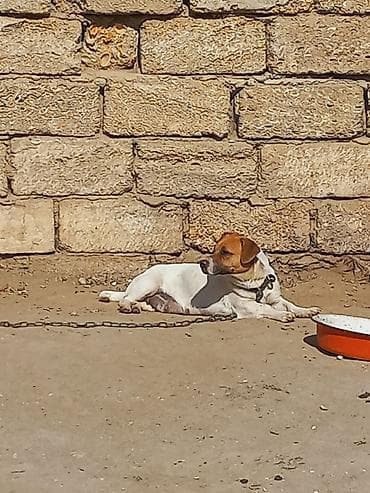 lalafo ev heyvanlari: Cek rassel teryer, 2 il, Dişi — 10