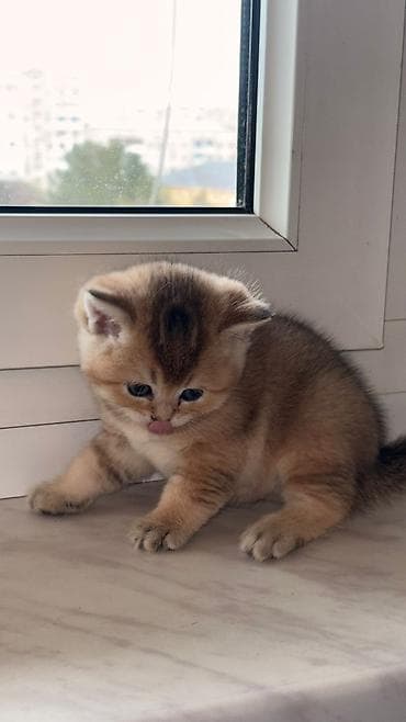 ev heyvanları: Britan — 9