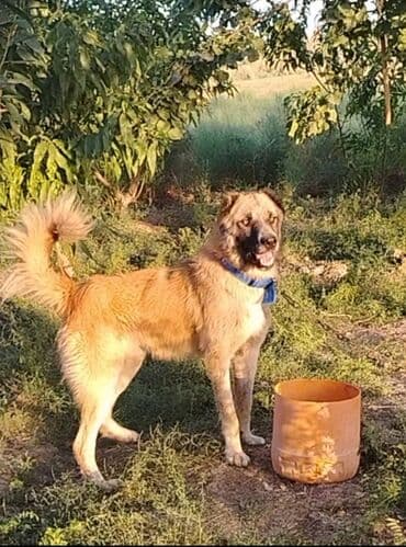 it şəkiləri: Qurdbasar, 1 il, Erkek, Peyvəndli, Ünvandan götürmə — 2