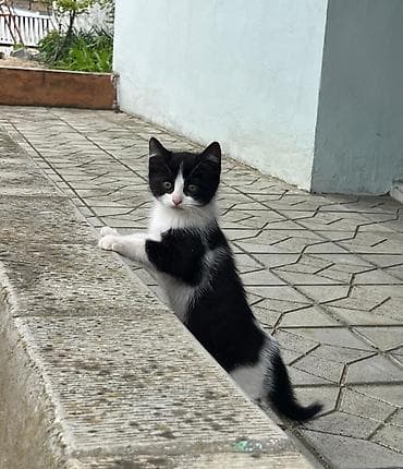 Pişiklər: Dişi — 3