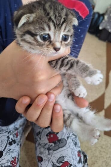 Tabbi, Yaxşı əllərə