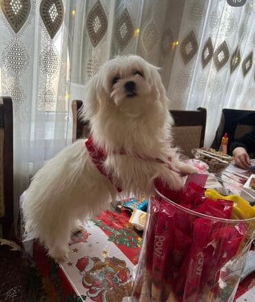 pişik satişi: Malta bolonka — 15