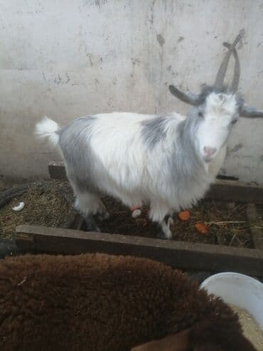 Keçilər, çəpişlər: Şəkildəki çəpişlər satılır. Hər üçü də xarici sortdur və birinci — 5